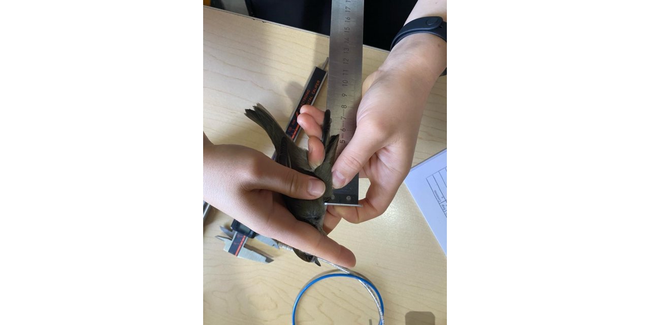 Eymir Kuş Halkalama İstasyonu’nda 5 yılda 12 bin kuş halkalandı