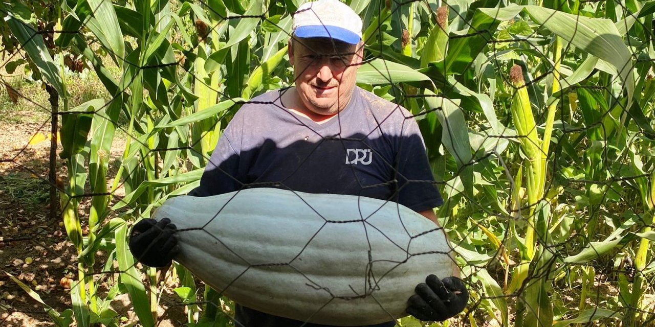 Hisarcık’lı çiftçi ata tohumundan 30 kilo gelen bal kabağı yetiştirdi