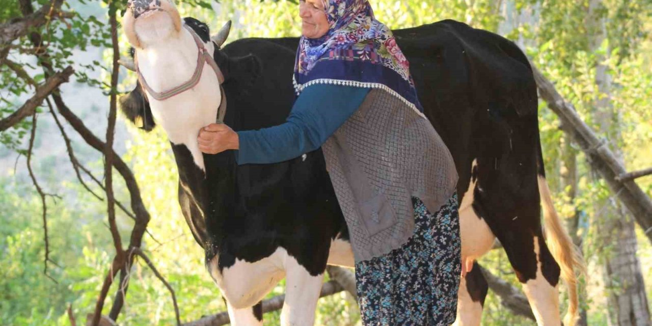 Köyde süt, yoğurt, peynir bulamaz oldular