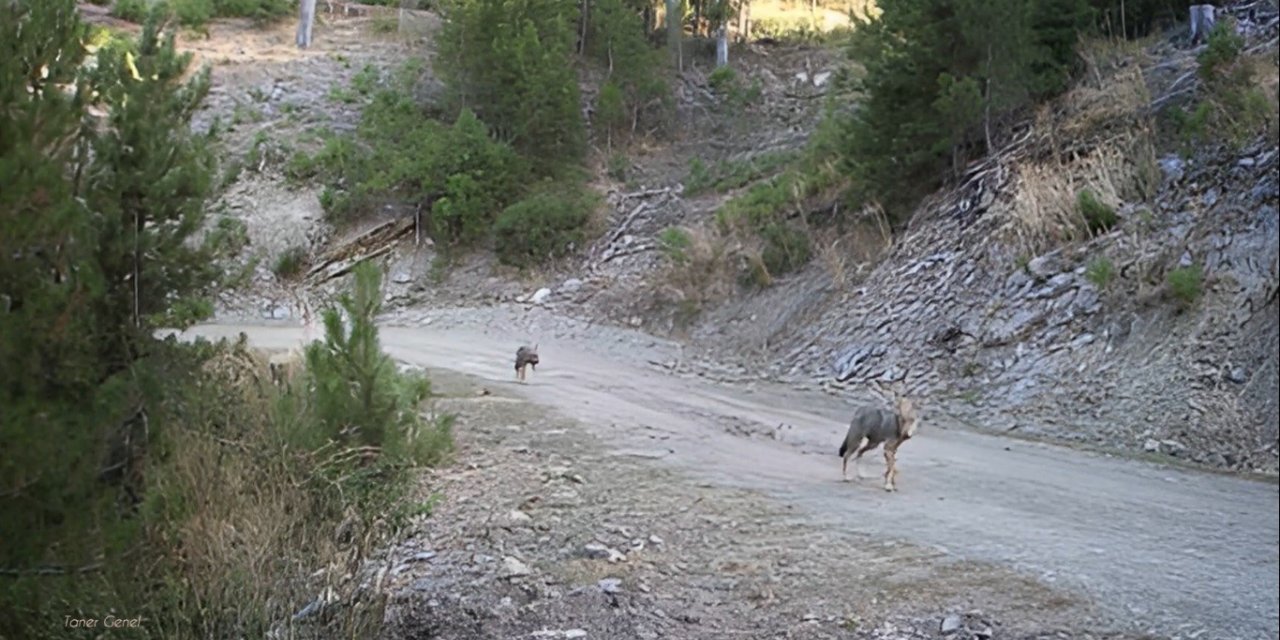 Muğla’da yaban hayatı foto kapanlarla görüntülendi