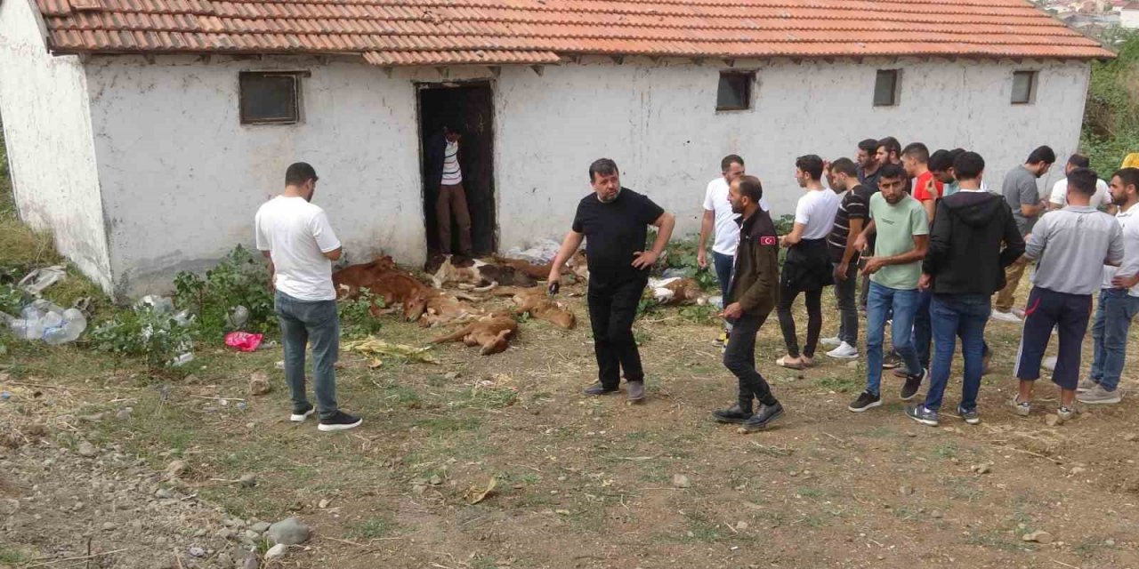 Ahırda bulunan 11 buzağı telef oldu, 4’ü yaralandı