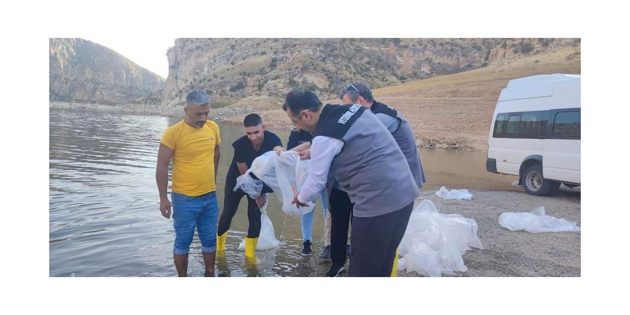 Siirt’te gölet ve baraj göllerine son 5 yılda 8 milyon sazan yavrusu bırakıldı