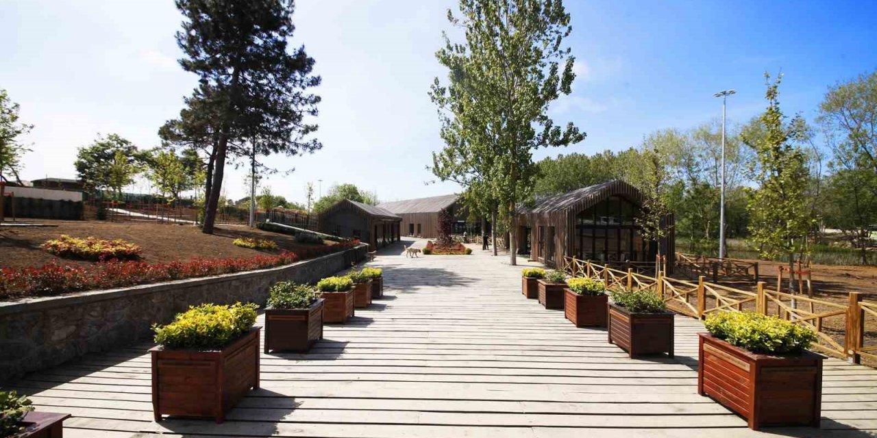 Doğa harikası longoza ziyaretçi akını