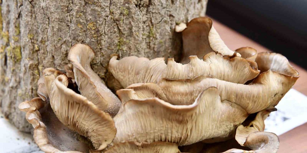 Mustafakemalpaşa tarımda yeni kapı daha araladı