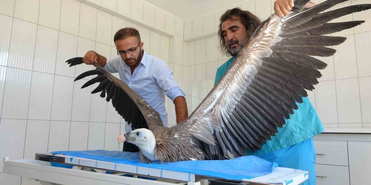 Van’da 200 yaban hayvanı tedavi edilerek doğaya kazandırıldı
