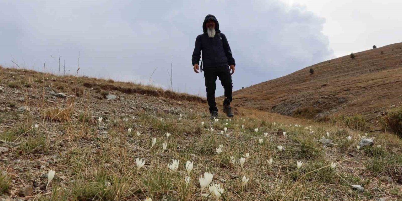 Bu çiçekler yaylalardan ’vargit’ diyor