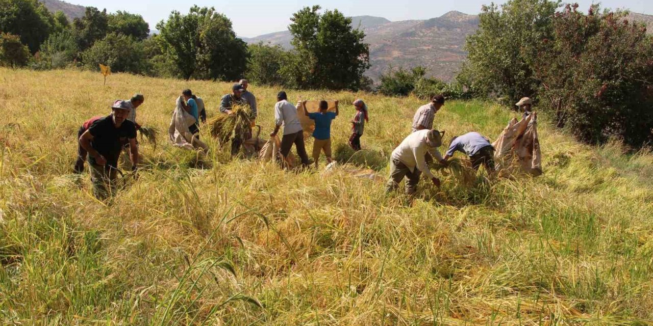 Batmanlı çiftçiler oraklarla her gün birinin pirinç tarlasını biçiyor