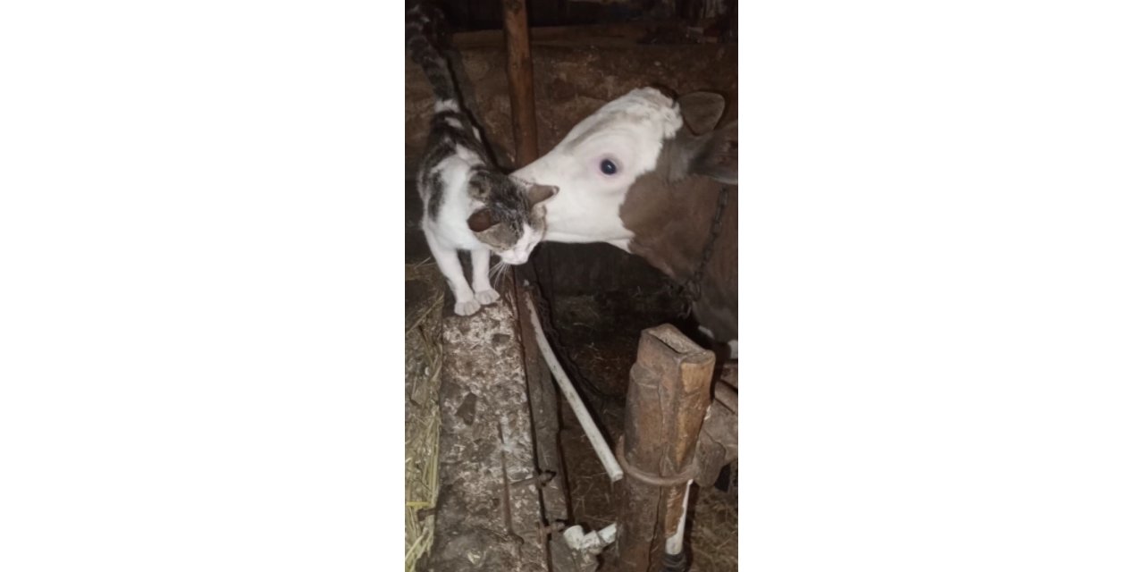 Bağlı olan arkadaşı buzağıyı sürekli ziyaret eden kedinin halleri gülümsetti