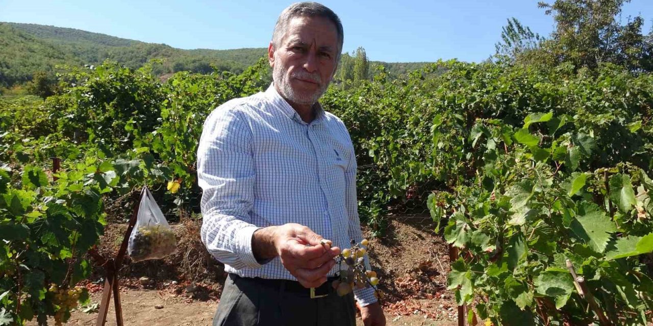 ’Mildiyös hastalığı’ üzüm rekoltesini vurdu