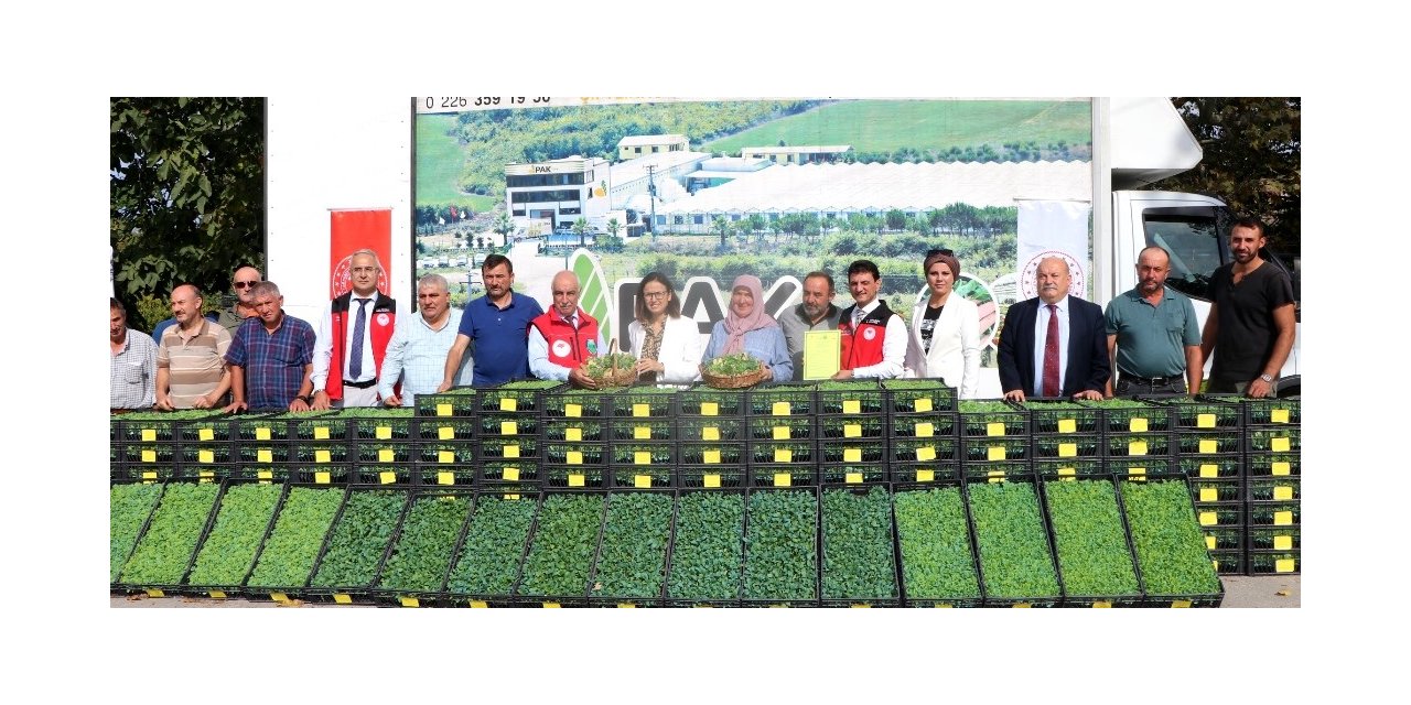 Yalova’da çiftçilere 490 bin adet sebze fidesi dağıtıldı