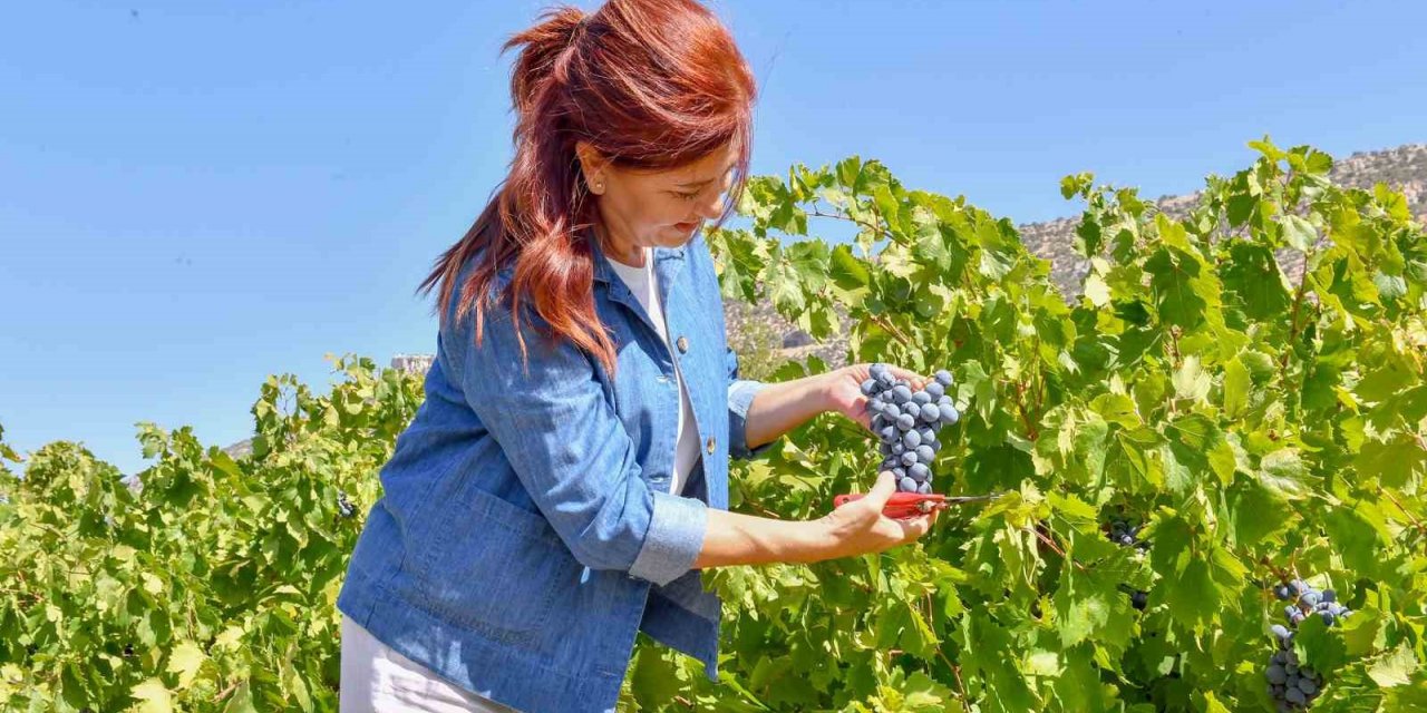 Mersin’de patkara üzüm hasadı yapıldı