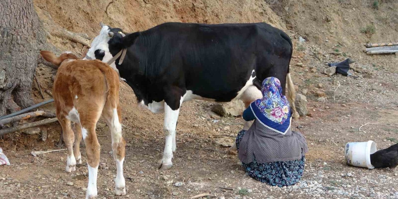 Çiğ süt destek ödemeleri çiftçilerin hesaplarına yatırıldı