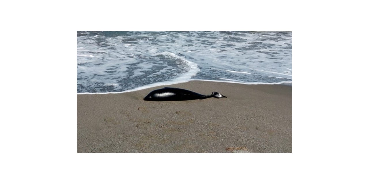 Ölü yunus karaya vurdu