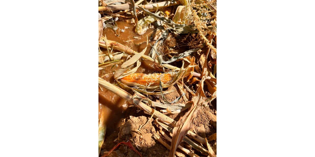 Yaban domuzları mısır tarlasına zarar verdi