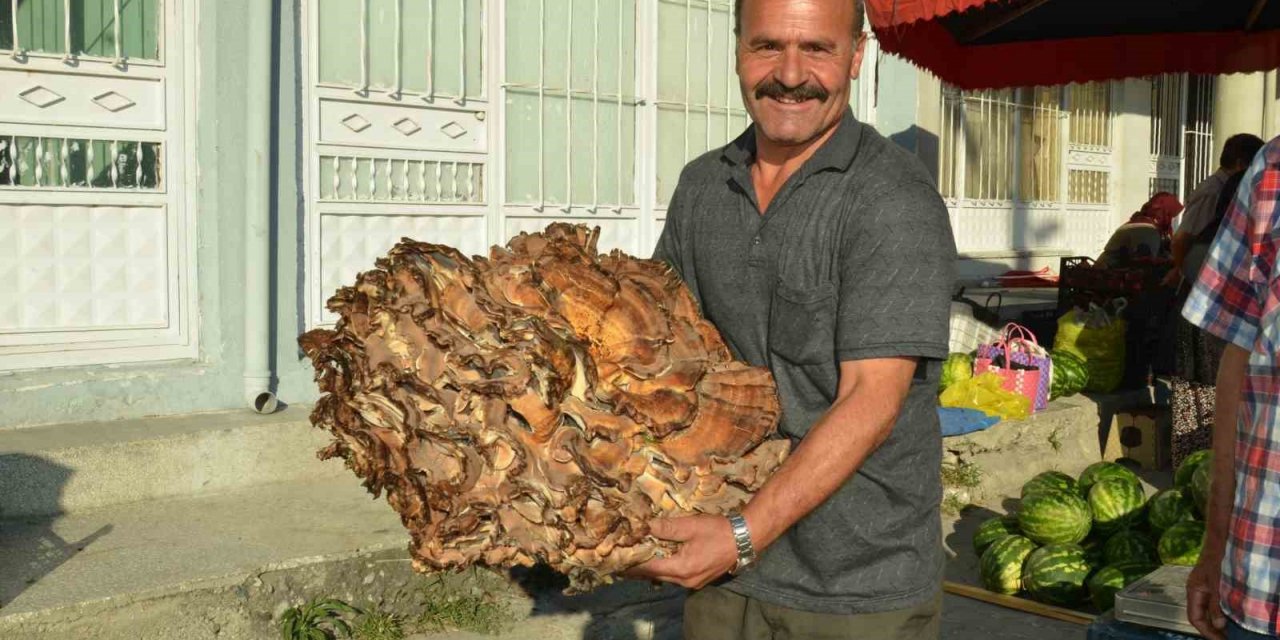 37 Kiloluk mantar buldu: Kilogramını 40 liraya satıyor