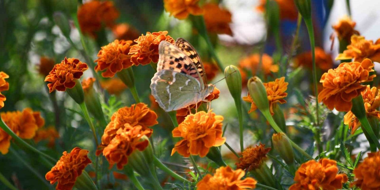 Şırnak’ta kelebekler son günlerini yaşıyor