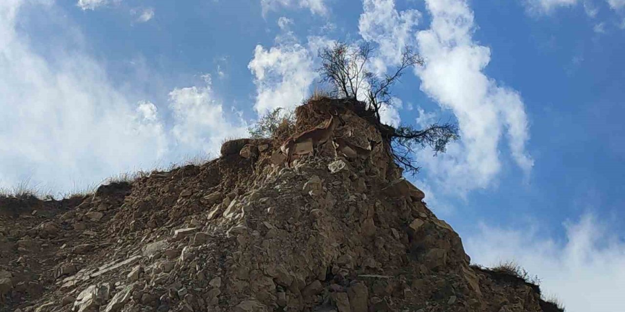 Dağ keçileri doğal hayatlarında görüntülendi