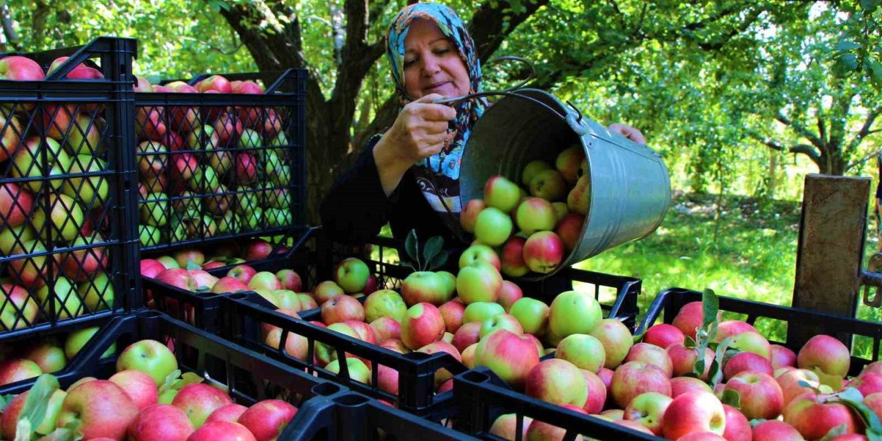 Amasya’nın 2 bin yıllık sembolü misket elmasının hasadı başladı