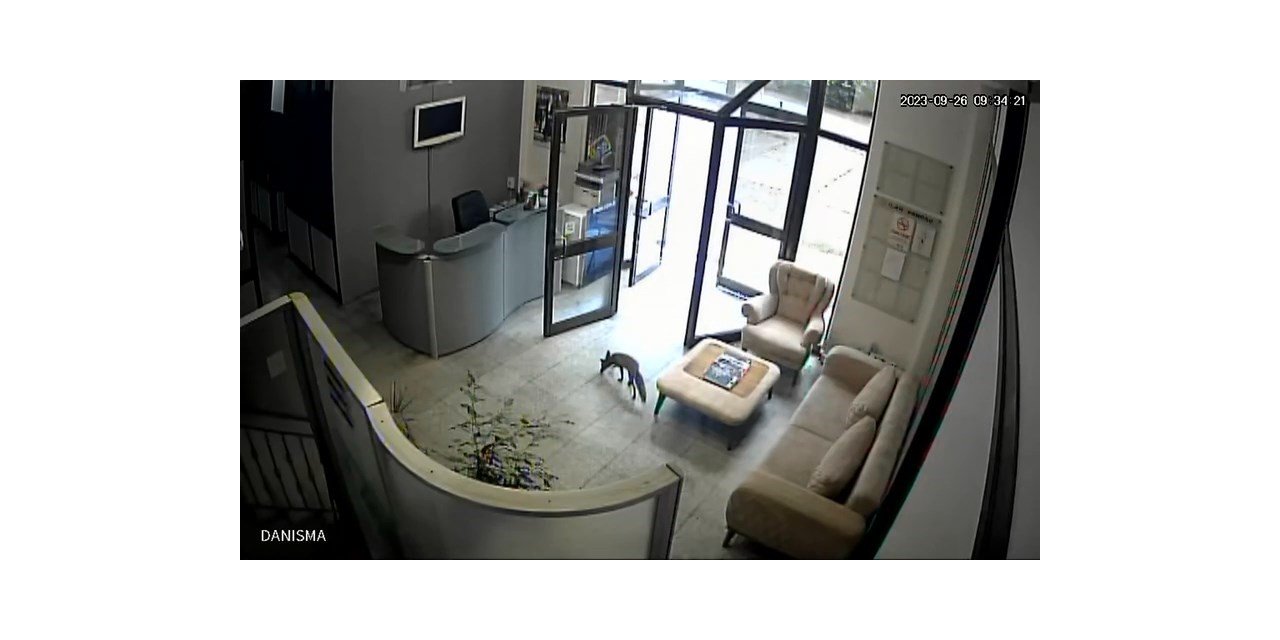 Televizyon binasına giren tilki ortalığı birbirine kattı