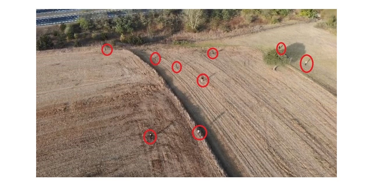 Tarlada göçmen kovalamacası dron kamerasında: 122 göçmen yakalandı
