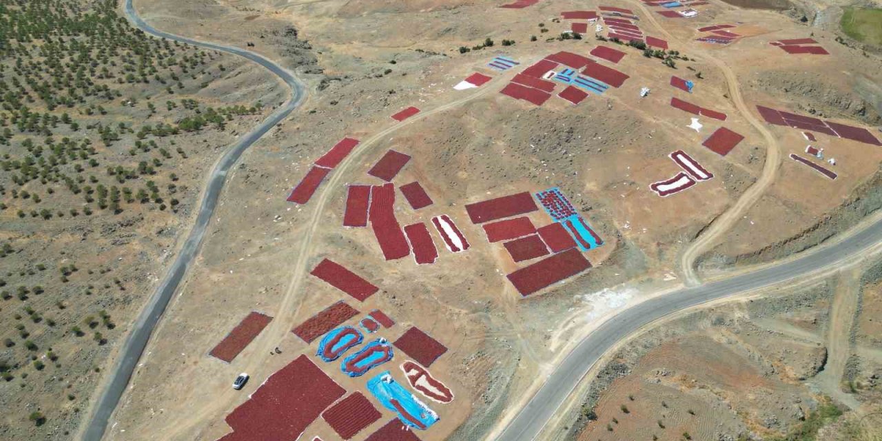 Sınırın sıfır noktasında "en acı" hasat