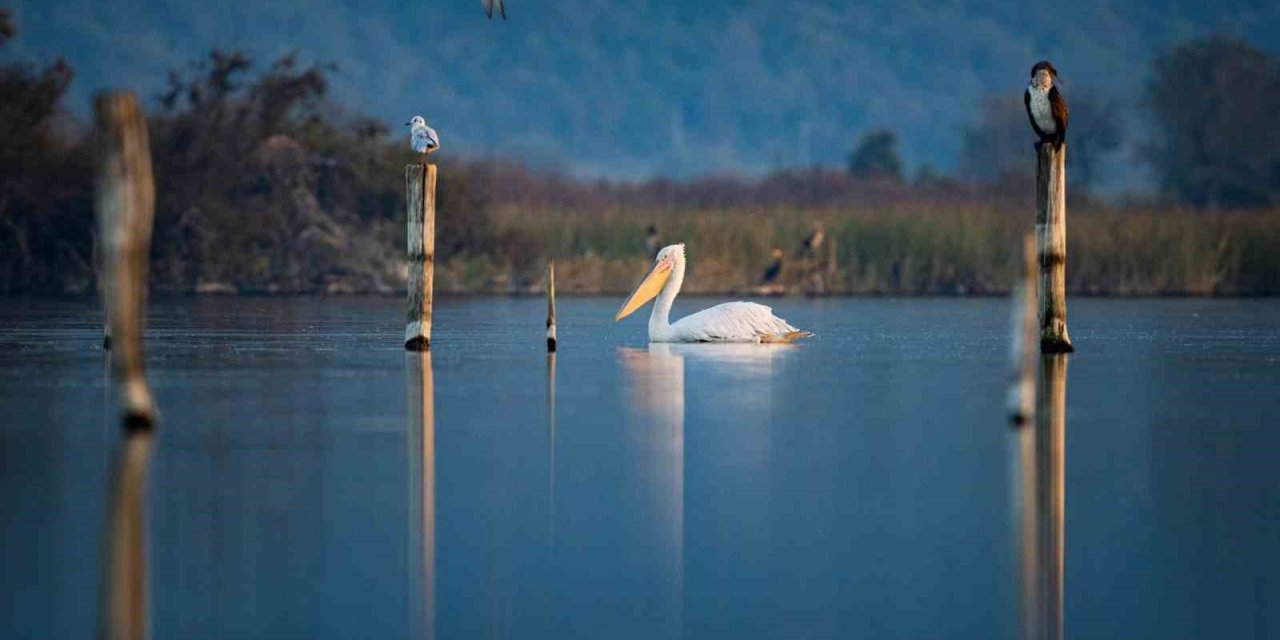 Tepeli pelikanlardan görsel şölen
