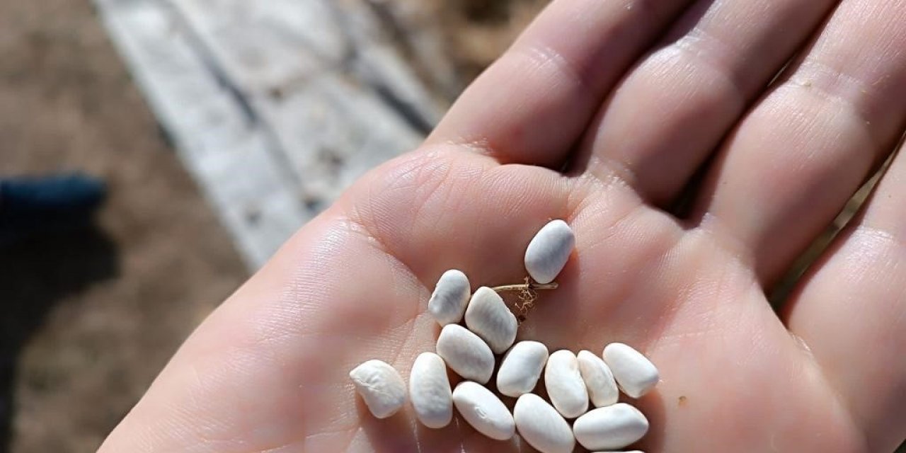 Kuru fasulyenin sofralara yolculuğu traktörle ezilerek başladı