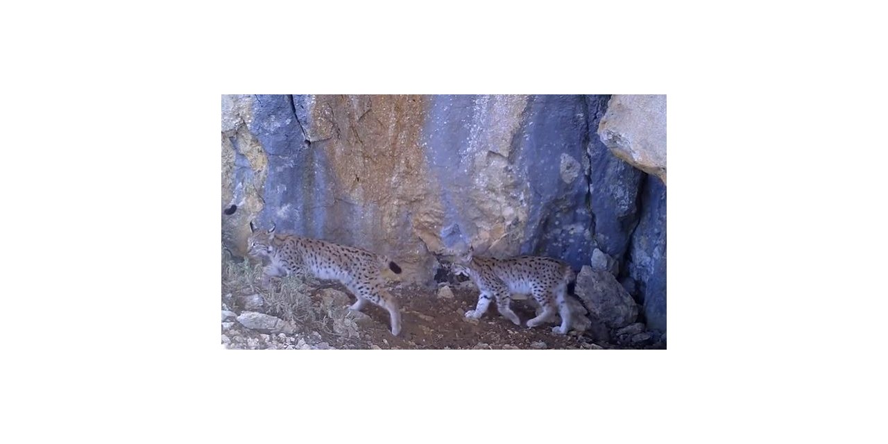 Vaşaklar yaşamını koruma altında sürdürüyor