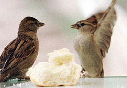 Serçeyle Dört Yavrusu