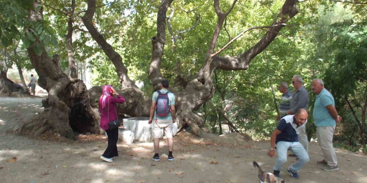 Kazdağında 750 yıllık  çınar ağacı ilgi odağı oldu