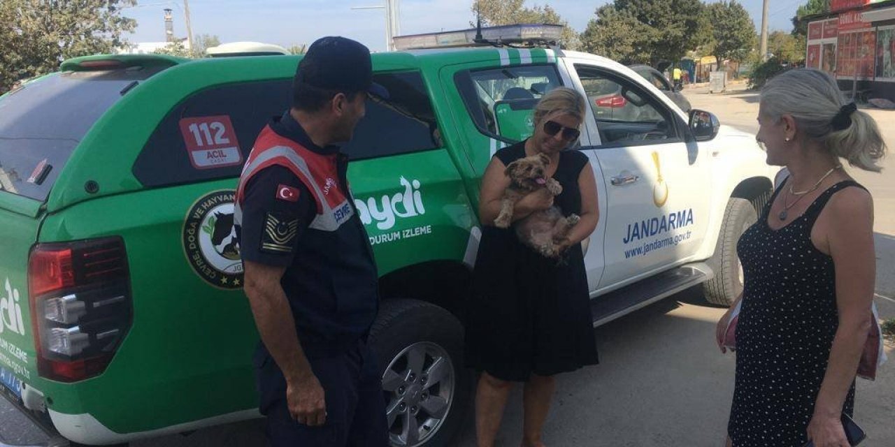 Evcil hayvanları tatil bölgesinde bırakanları ihbar edin