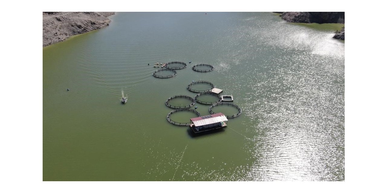 Binlerce balık yayılmıştı: O barajda balık tutmak yasaklandı