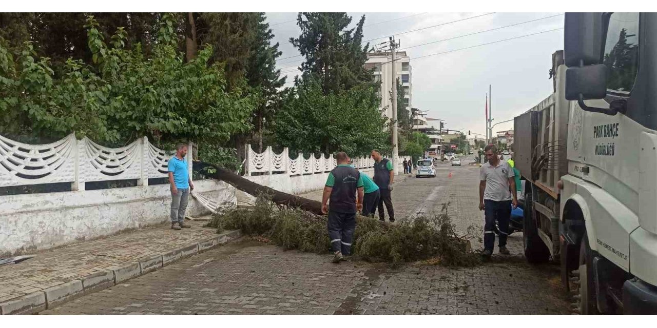 Sağanak yağışa dayanamayan ağaç devrildi