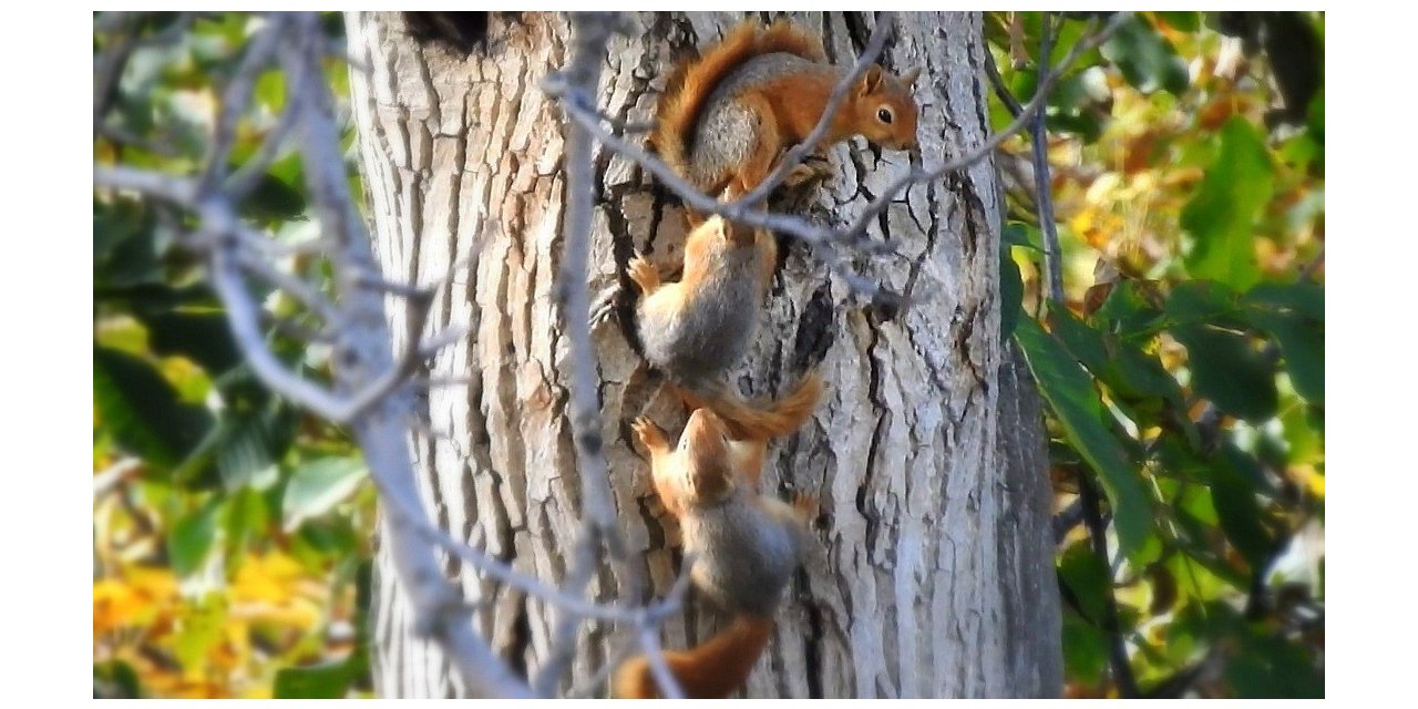 Sincap ailesi bu kış aç kalmayacak