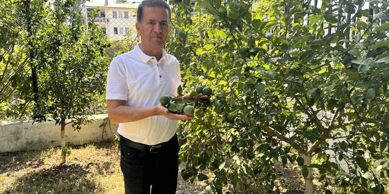 Mayer limon ağaçta kaldı