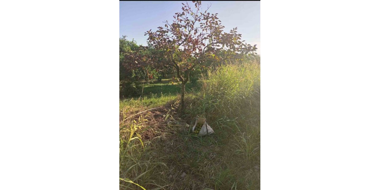 Zeytin hırsızları yakalandı