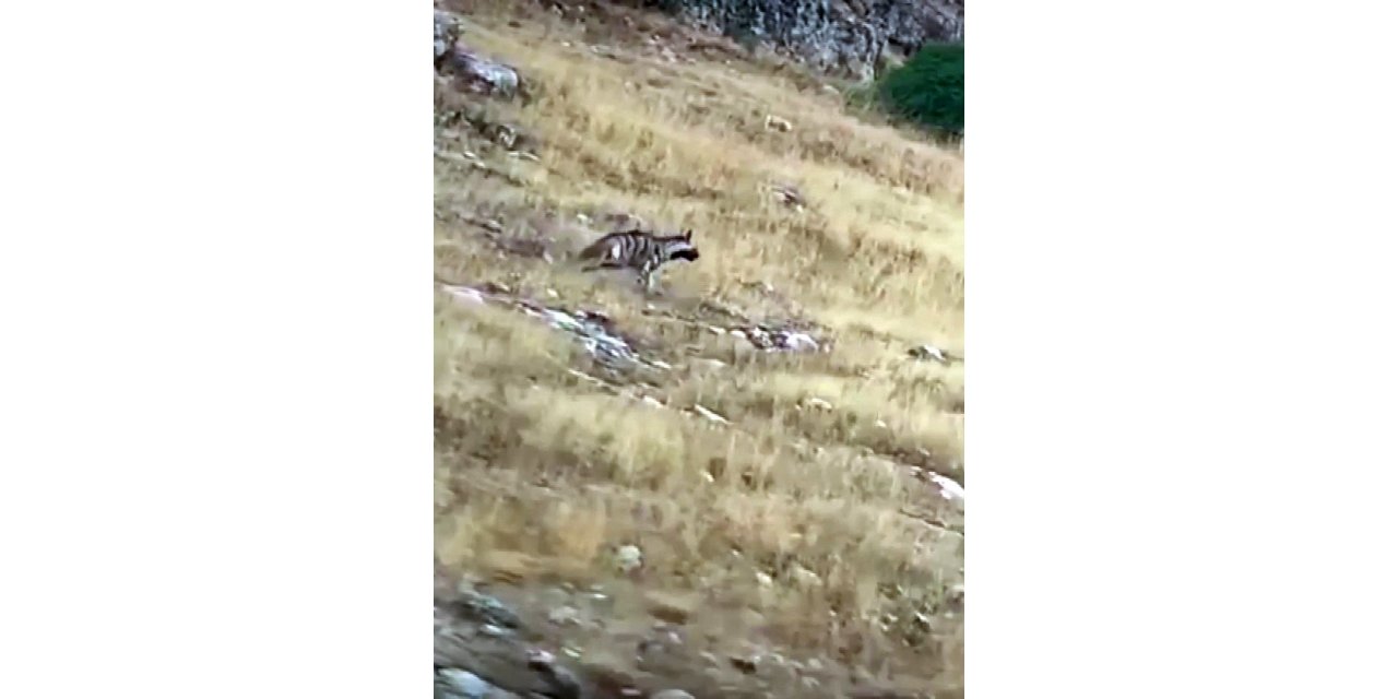 Yozgat’ta çizgili sırtlan doğal ortamında görüntülendi