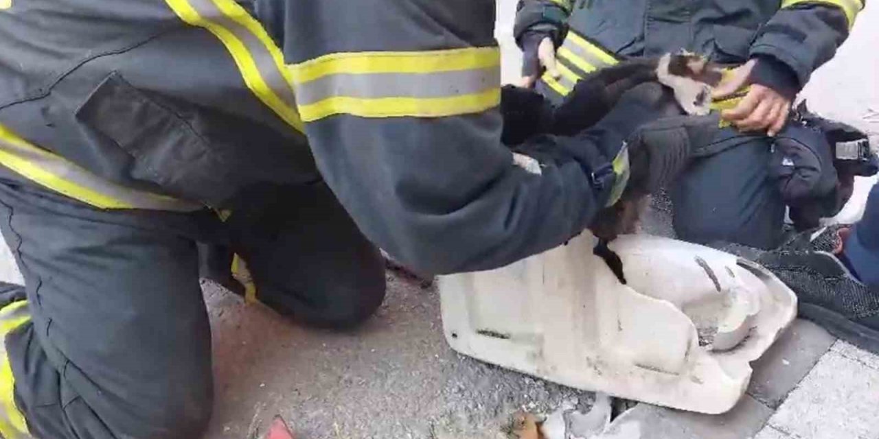 Lavaboya sıkışan yaramaz kedi böyle kurtarıldı