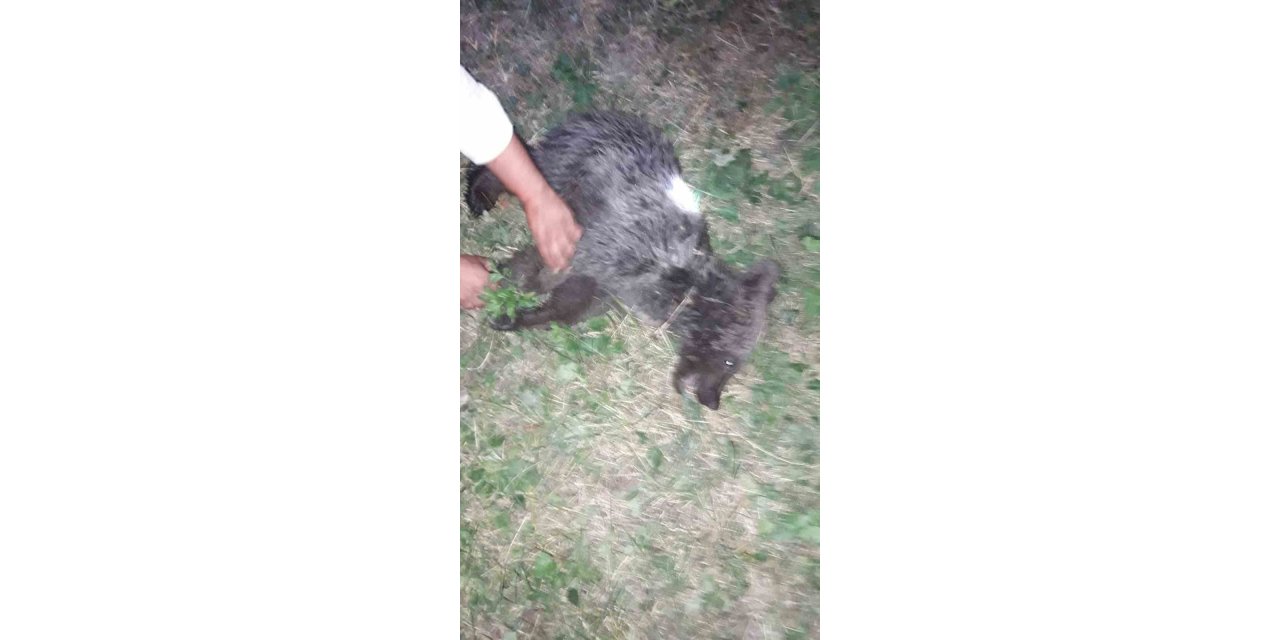 Ayağı kırılan yavru