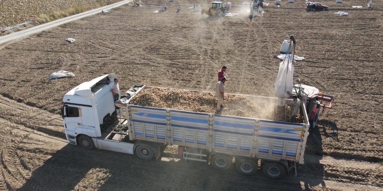 Tomarza’da Patates Hasadı Başladı