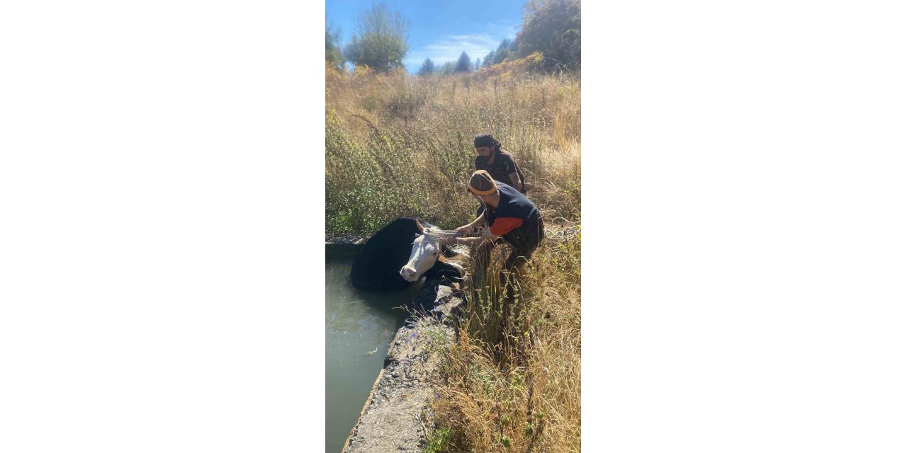 Havuza düşen ineğin yardımına orman işçileri koştu