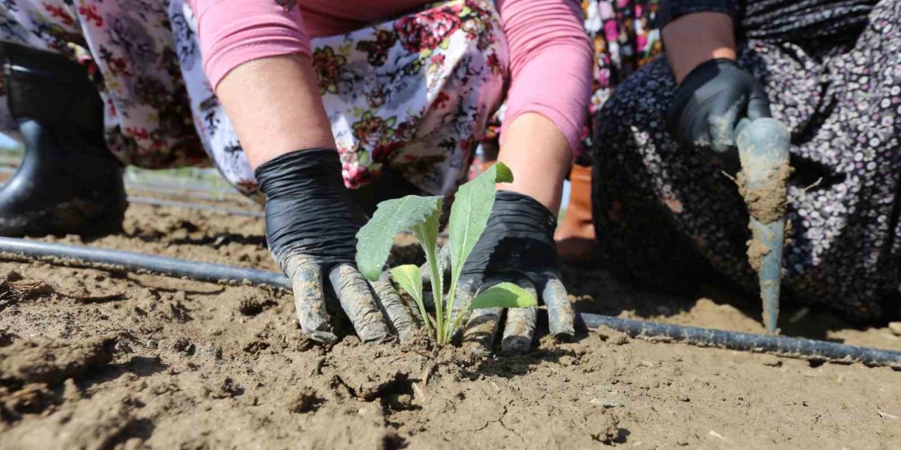 Efeler Belediyesi, enginar üretimine devam ediyor