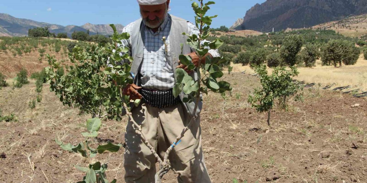 Huzur ortamının sağlandığı Şırnak’ta boşaltılan köyler fıstık bahçeleriyle yeniden hayat buluyor