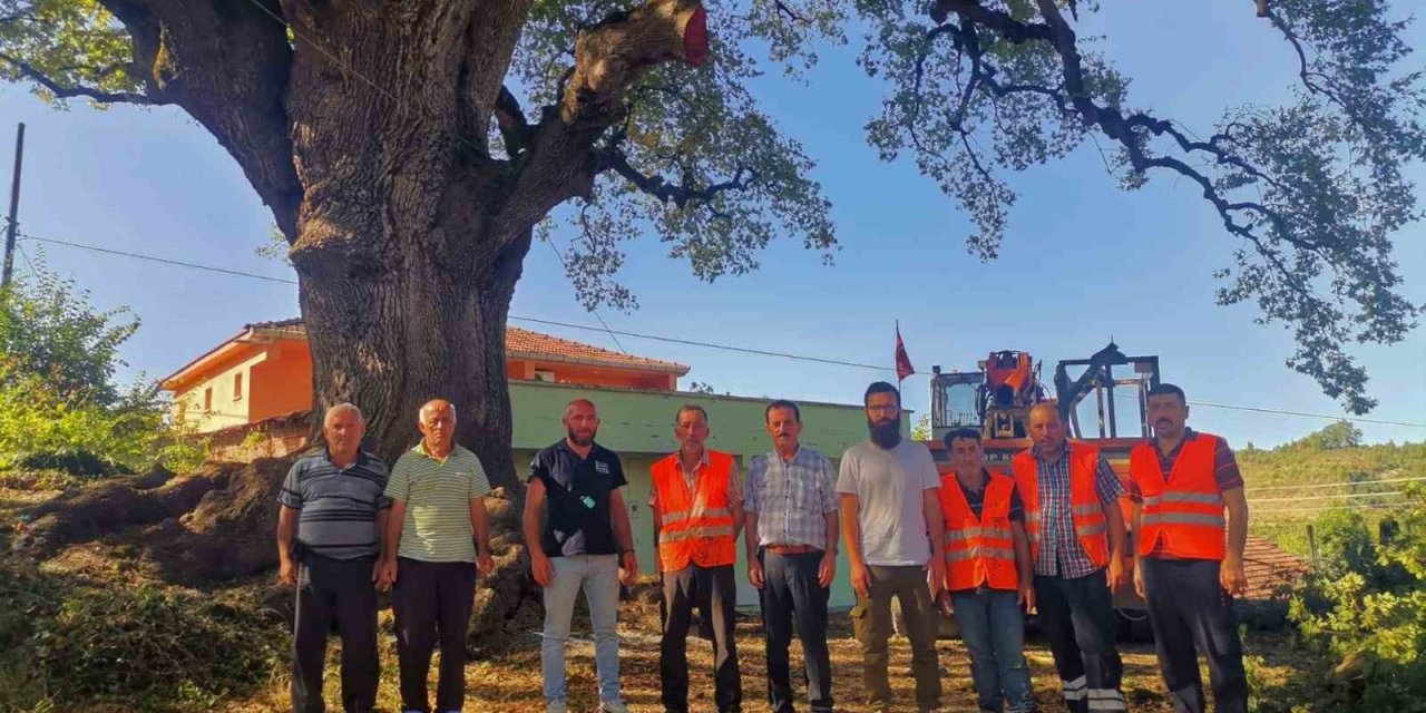 Türkeli’nin tarihi ağacı "Koca Meşe" emin ellerde