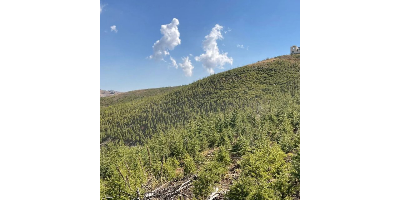 2014 yılında yanan orman yeniden yeşerdi