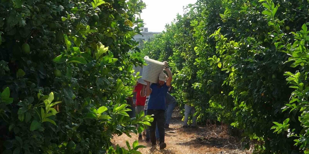 Limonun başkentinde ’hasat’ dönemi, 10 çeşidi üretiliyor