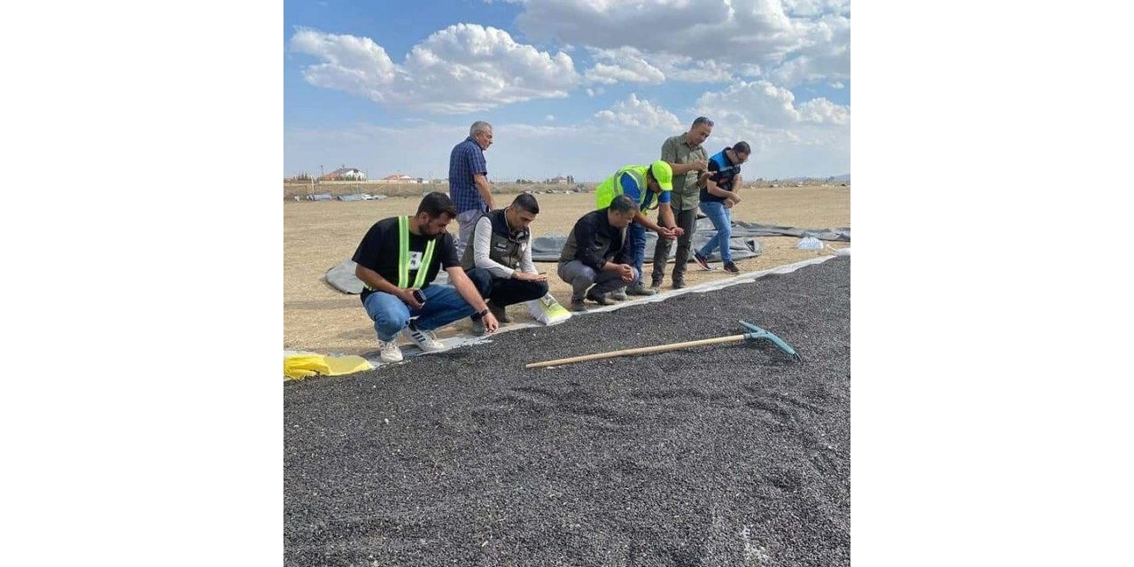 Emirdağ’da ayçiçeği hasadı başladı