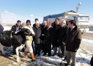 Ereğli'de damızlık süt ineği dağıtımı yapıldı