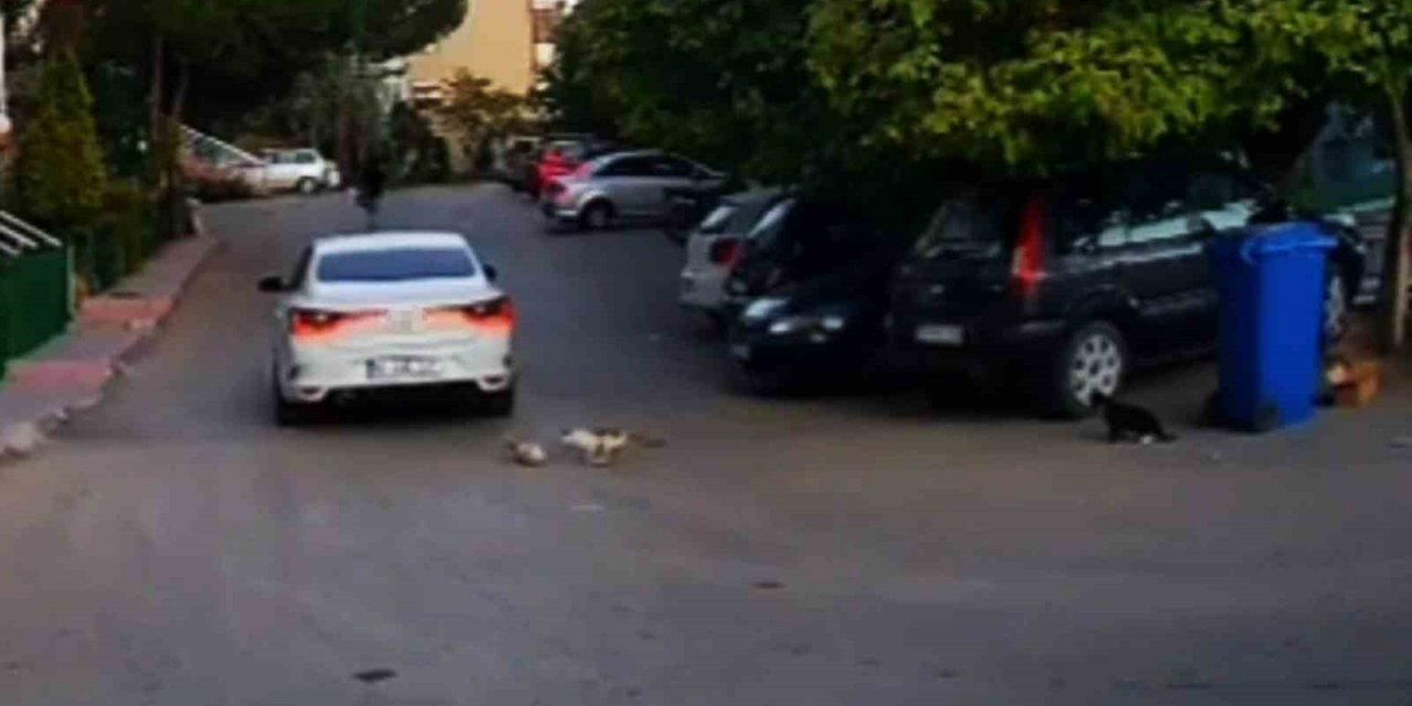 Kediyi ezip kaçan sürücüye 4 bin 554 lira ceza kesildi