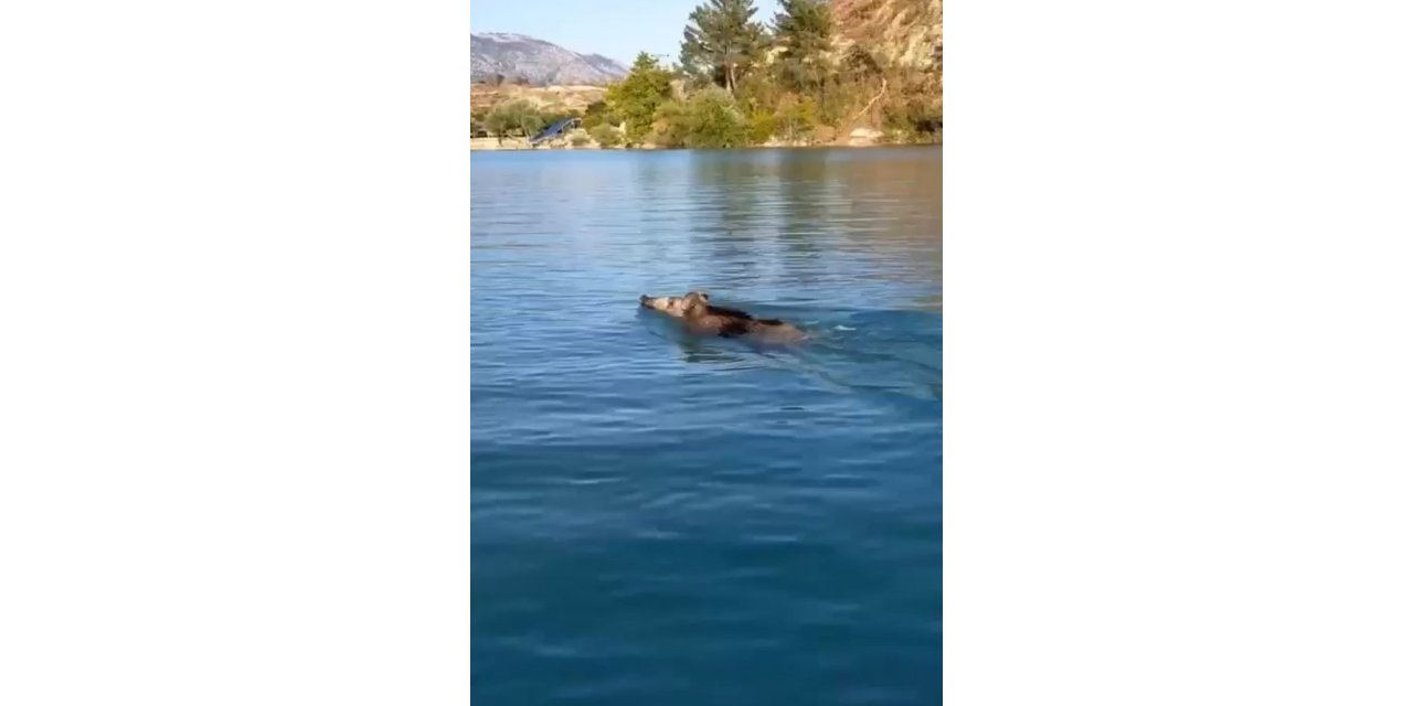 Baraj gölünde yüzen yaban domuzlarını gören vatandaşlar şaşkına döndü